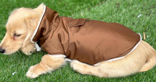 Waterproof Dachshund Coat: Sherpa Fleece Lined, Hideaway Harness Hole