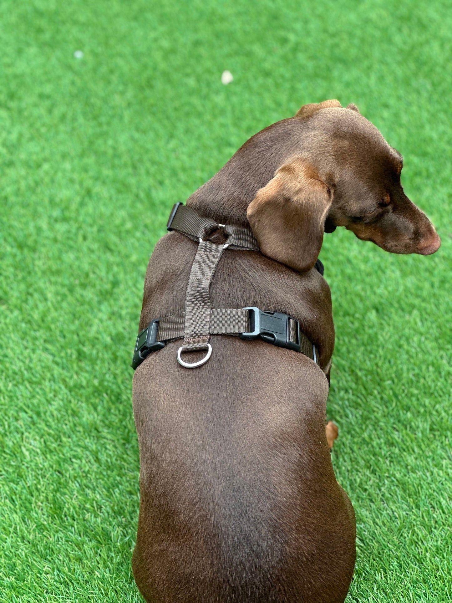 Corduroy Dachshund Harness: Fleece Lined, No-Choke Design