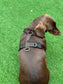 Corduroy Dachshund Harness: Fleece Lined, No-Choke Design