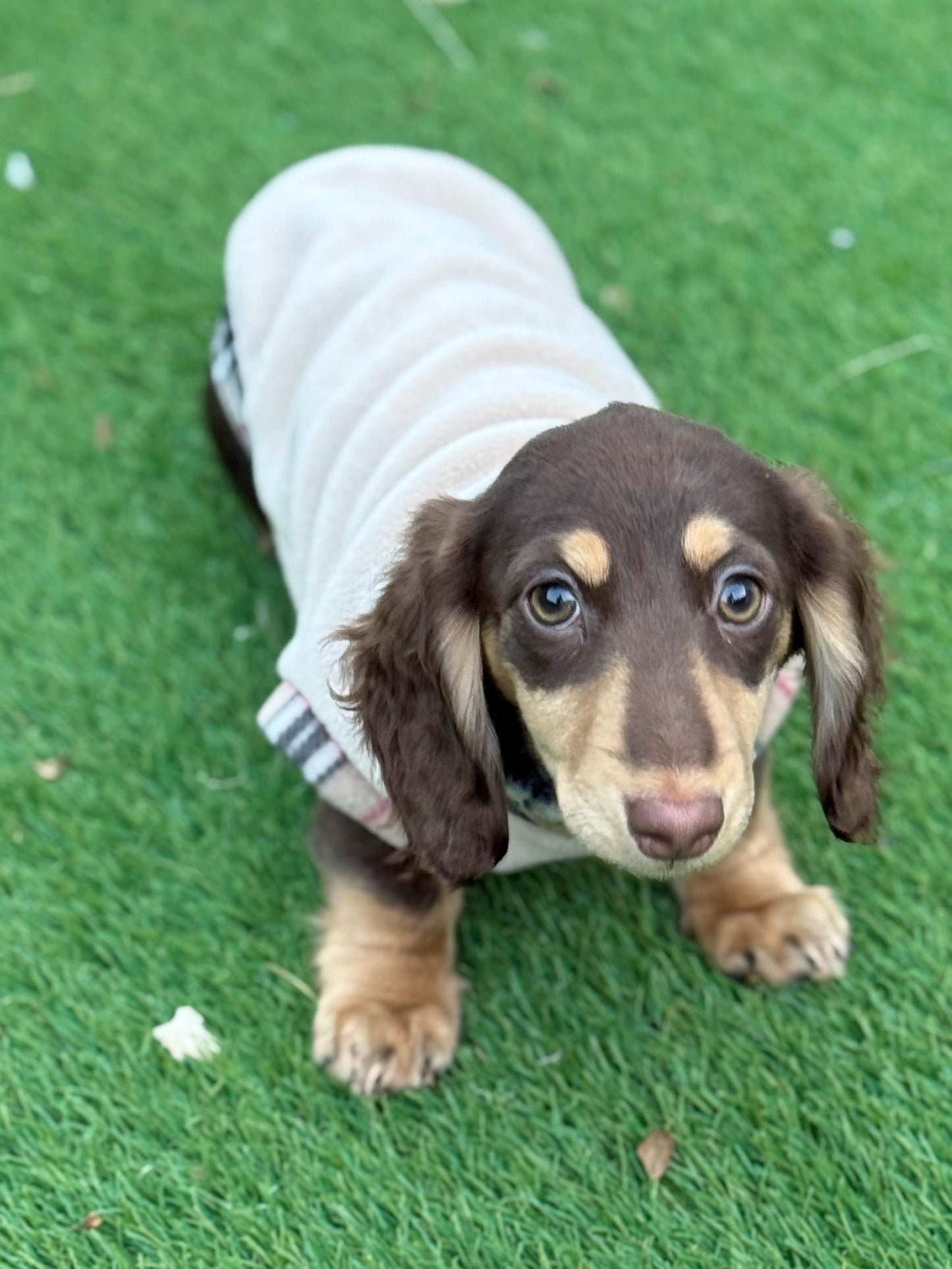 Dachshund beige tartan Fleece top ,dachshund jumper , dachshund tankie, dachshund jacket,Water & Mud Repellent dachshund fleece