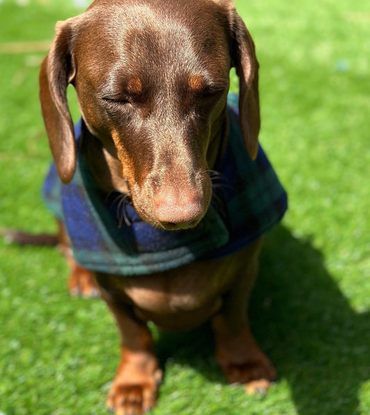 Tartan Fleece Dachshund Dog Coat: Water Repellent, Handmade