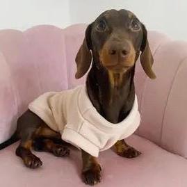 Water-Resistant Dachshund Fleece Jumper: Warm Puppy Coat