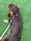 Waterproof Biothane Dog Collar & Lead Set: Rose Gold Hardware