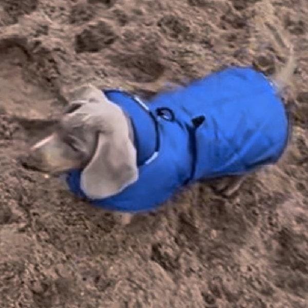 Dachshund Quilted Dog Coat: Water-Resistant Fleece Lined Winter Jacket