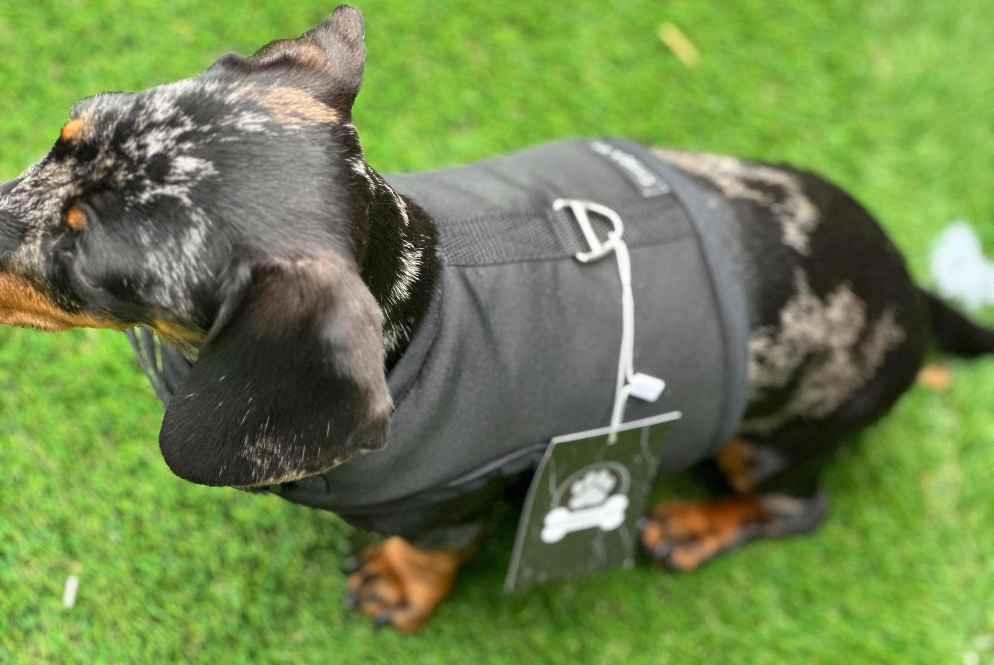 Dachshund made to measure Neoprene Dog Harness: No-Rub Comfort Vest