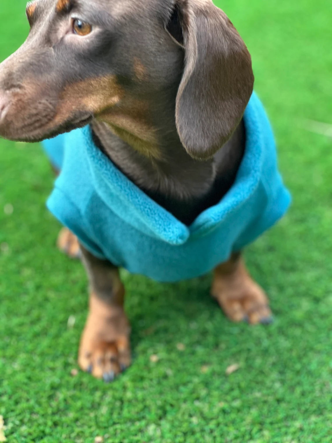 Water Repellent Dachshund Fleece Jumper: Open Neck Dog Coat