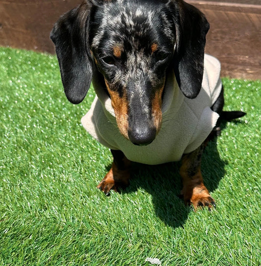 Water Repellent Dachshund Fleece Jumper: Embroidered Dog Coat