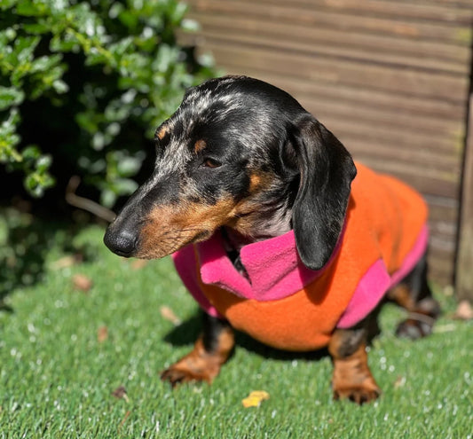 Water Repellent Dachshund Fleece Jumper: Open Neck Dog Tankie