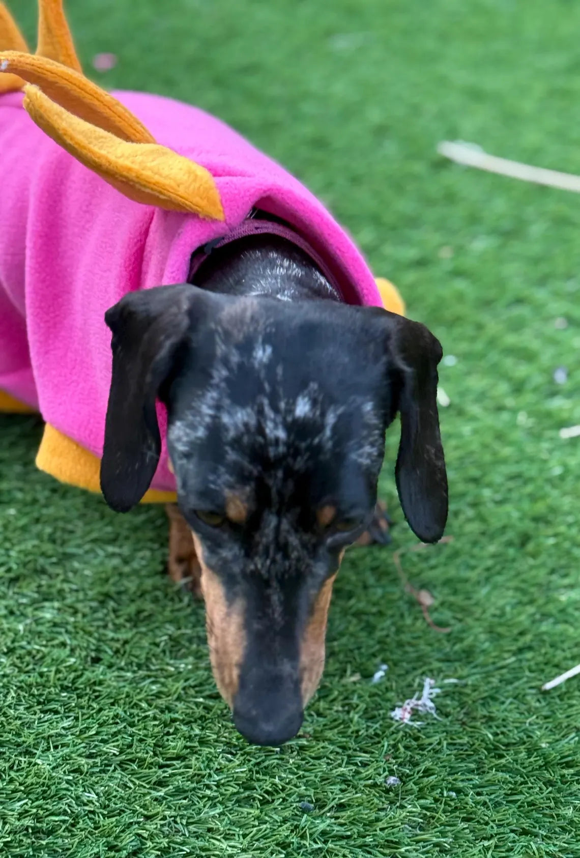 Dachshund Dino Fleece Jumper: Warm, Water-Resistant Dog Coat