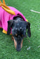 Dachshund Dino Fleece Jumper: Warm, Water-Resistant Dog Coat