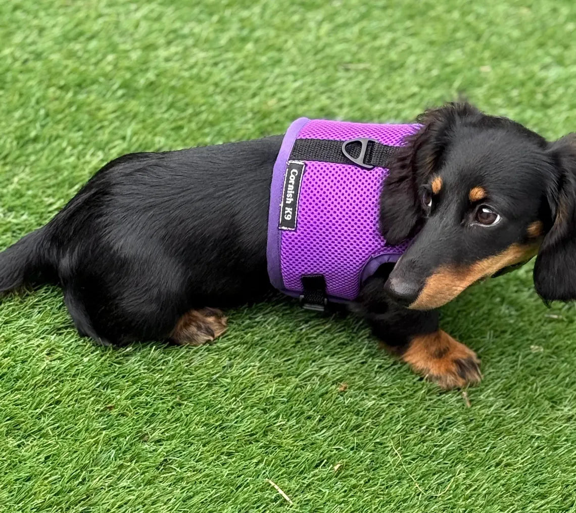 Made-to-Measure Dachshund Harness: No-Rub Spacer Mesh, Custom Fit