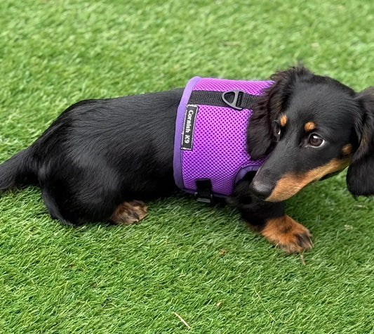 Made-to-Measure Dachshund Harness: No-Rub Spacer Mesh, Custom Fit