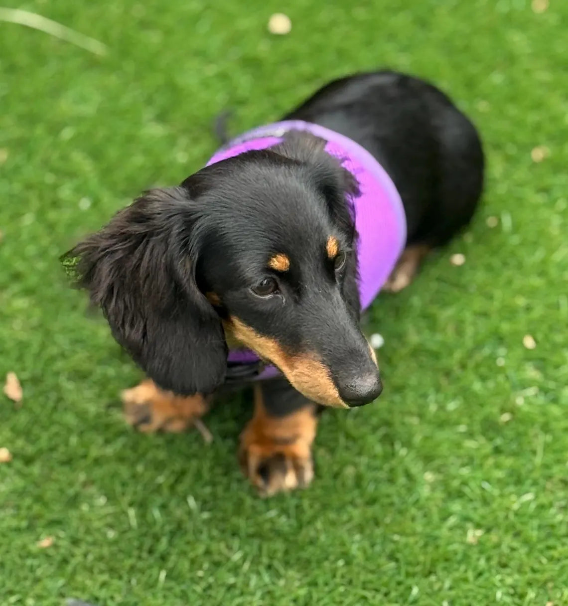 Made-to-Measure Dachshund Harness: No-Rub Spacer Mesh, Custom Fit