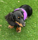 Made-to-Measure Dachshund Harness: No-Rub Spacer Mesh, Custom Fit