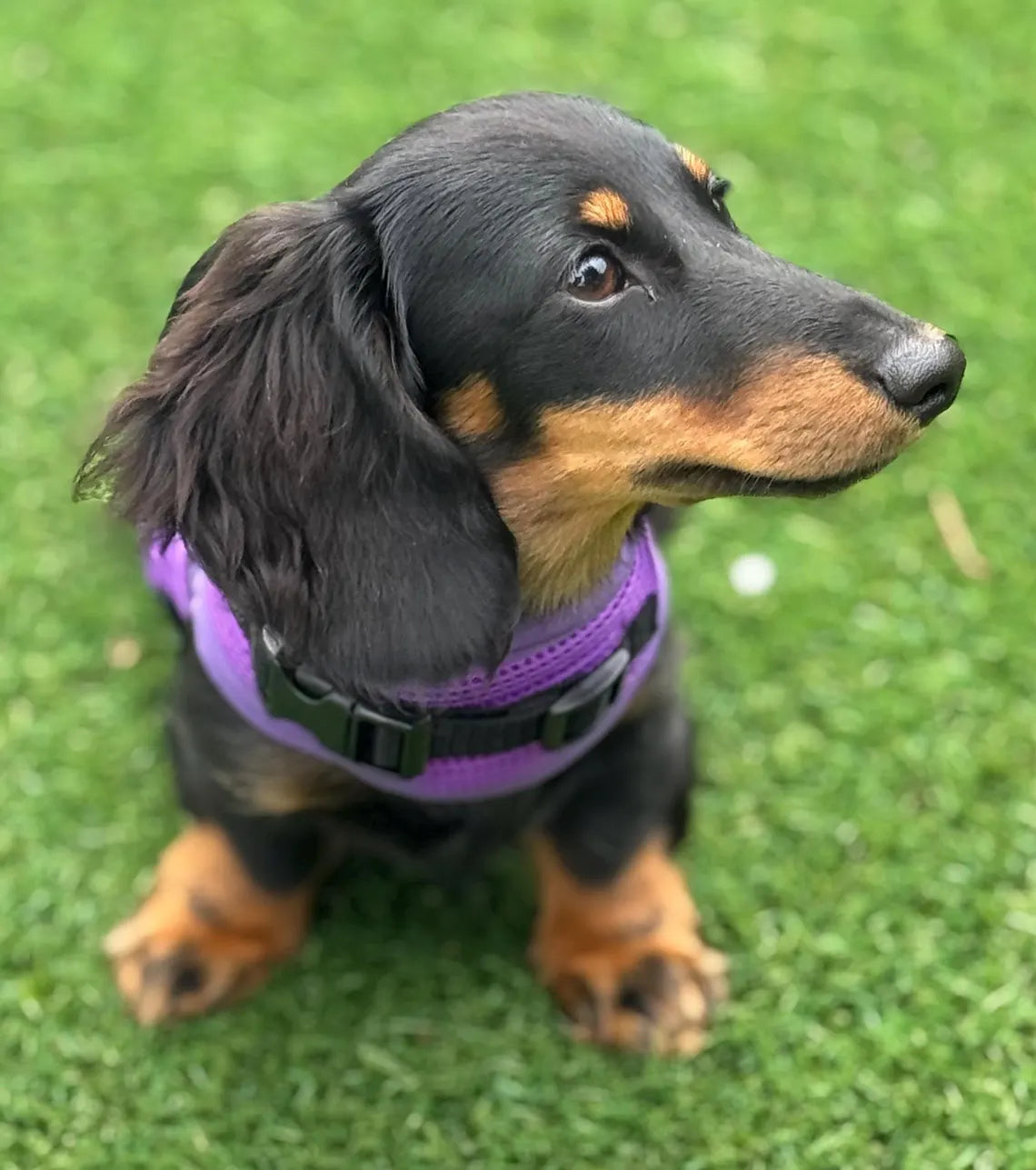 Made-to-Measure Dachshund Harness: No-Rub Spacer Mesh, Custom Fit