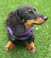 Made-to-Measure Dachshund Harness: No-Rub Spacer Mesh, Custom Fit