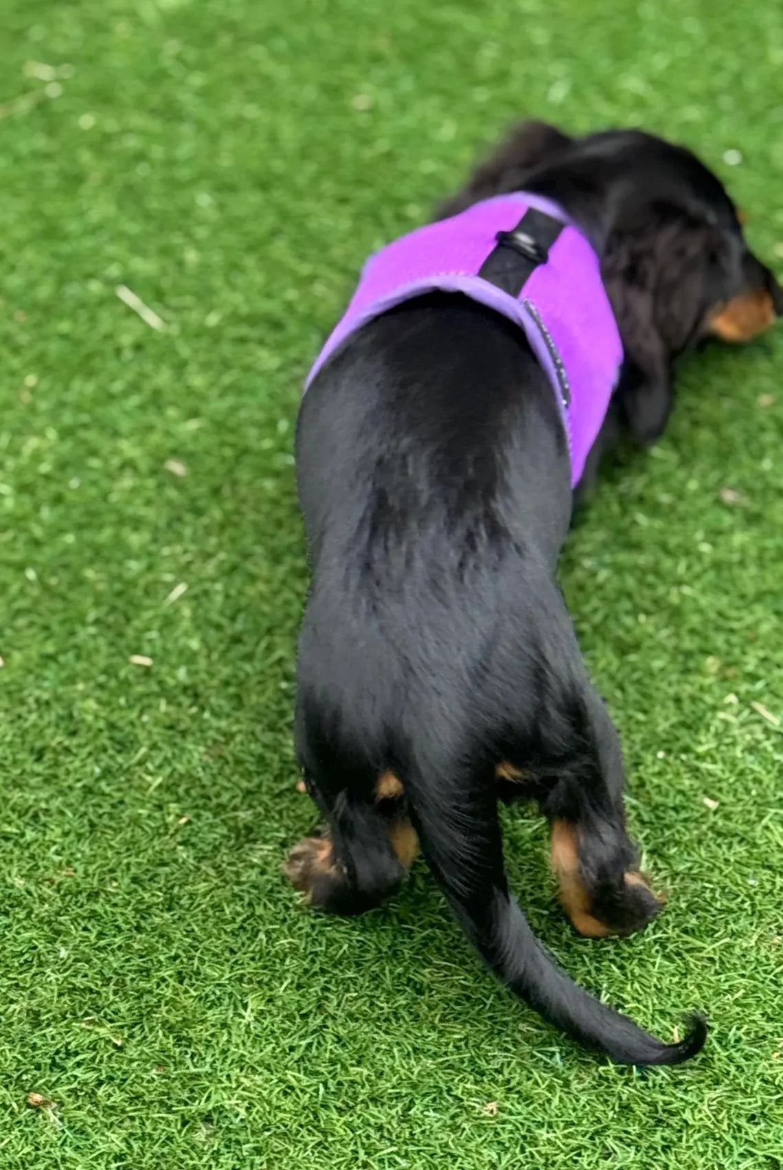Made-to-Measure Dachshund Harness: No-Rub Spacer Mesh, Custom Fit