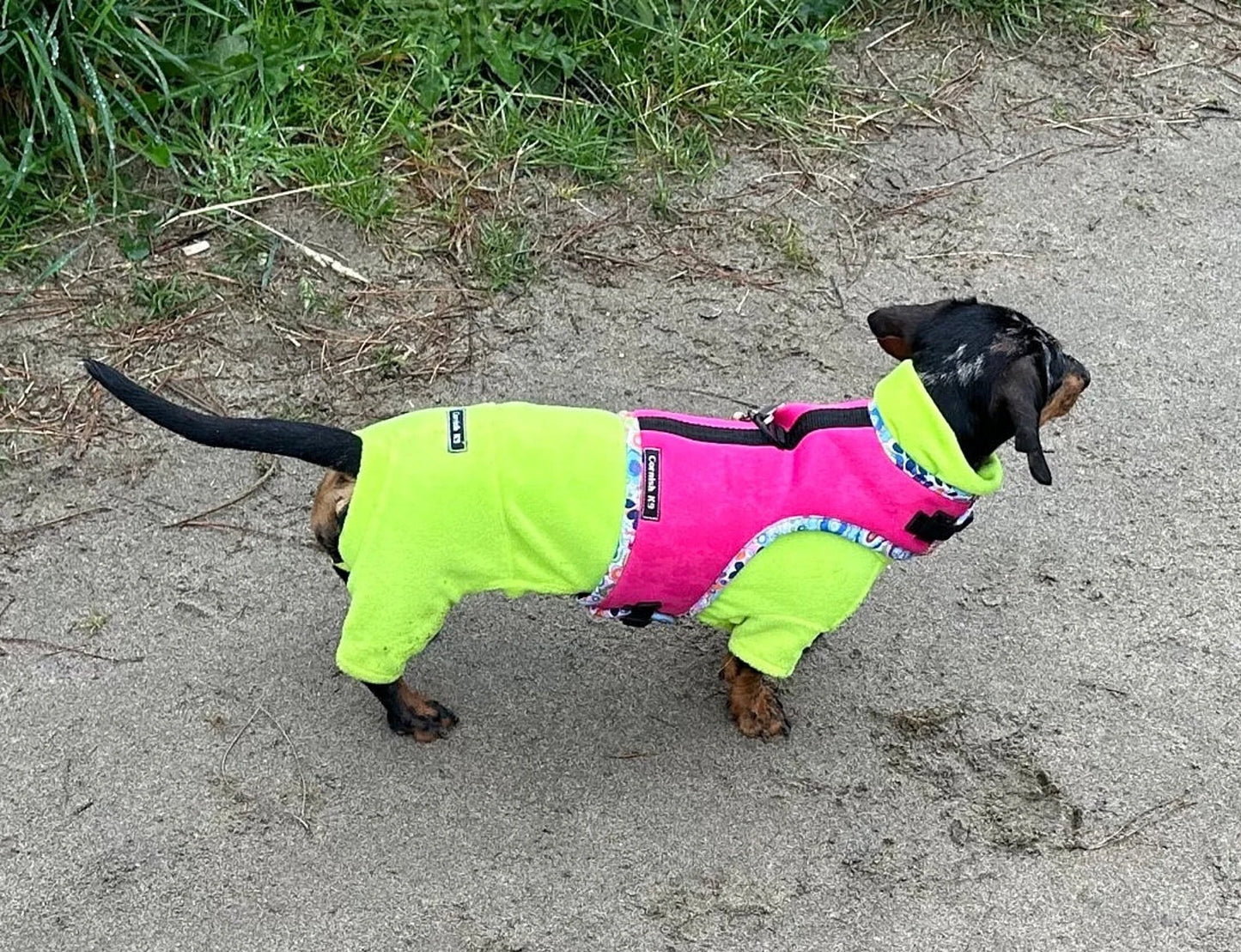Neoprene Dachshund Harness | Made-to-Measure Padded No-Rub Dog Harness