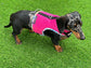 Neoprene Dachshund Harness | Made-to-Measure Padded No-Rub Dog Harness