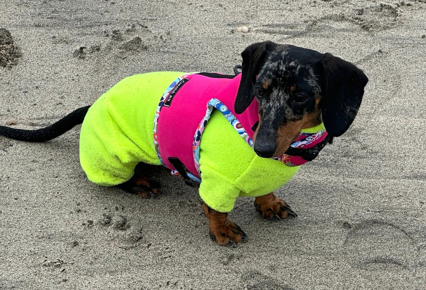 Neoprene Dachshund Harness | Made-to-Measure Padded No-Rub Dog Harness