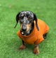Dachshund Lightweight Jersey Jumper | Soft Summer Dog T-Shirt