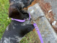 Handmade Dog Lead | Matching FabriWaterproof Biothane Dog Collar & Lead Set | Adjustable, Durable & Easy Cleanc Dog Walking Lead