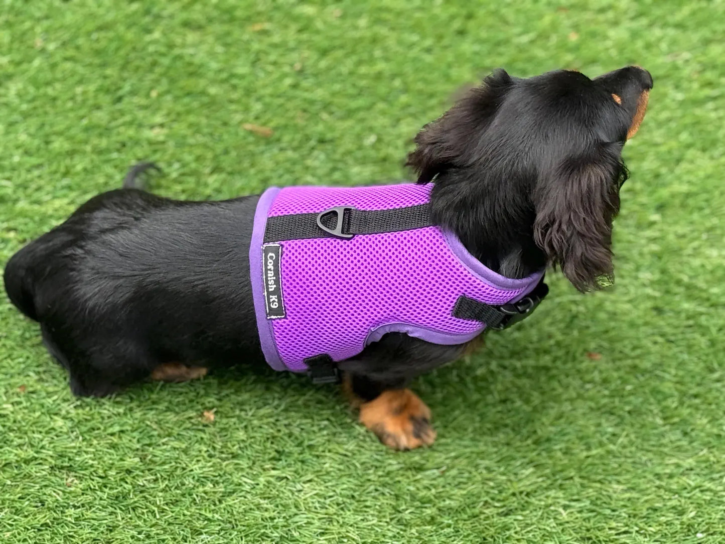 Dachshund Spacer Mesh Harness | Made-to-Measure Dog Harness