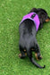 Dachshund Spacer Mesh Harness | Made-to-Measure Dog Harness