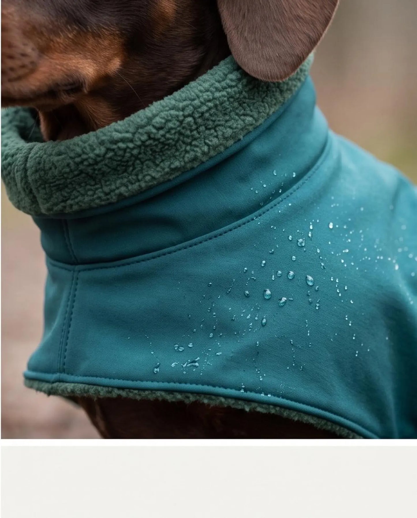 Waterproof Dachshund Softshell Coat | Fleece Lined Raincoat