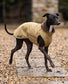 Waterproof Italian Greyhound Coat | Sherpa Fleece Lined Dog Coat with Chest Coverage