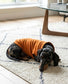 Dachshund Lightweight Jersey Jumper | Soft Summer Dog T-Shirt