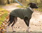 Italian Greyhound & Whippet Zip-Up Fleece Jumper | Water Repellent Dog Coat