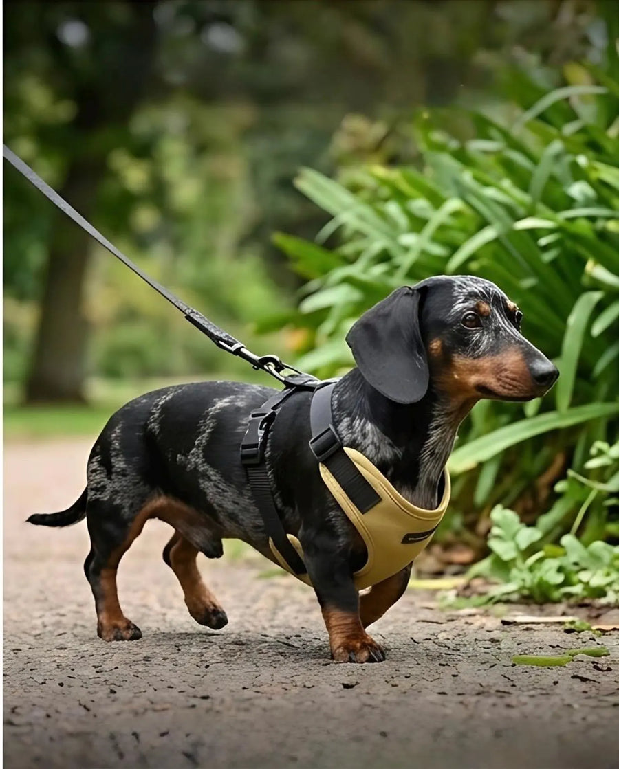 Waterproof Dachshund Cordura Harness | Fleece Lined Dog Walking Harness
