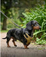 Waterproof Dachshund Cordura Harness | Fleece Lined Dog Walking Harness