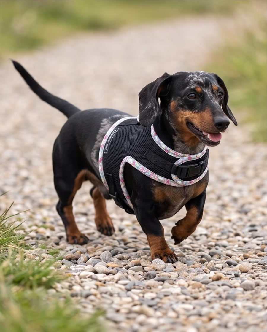 Made-to-Measure Dachshund Spacer Mesh Harness | Breathable No-Rub Dog Harness