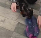 Dachshund water resistant zipped jumper Softshell Dog Coat Mud Repellent.