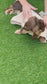 Dachshund Fleece Dog Jumper: Water & Mud Repellent, Zipped Tankie.