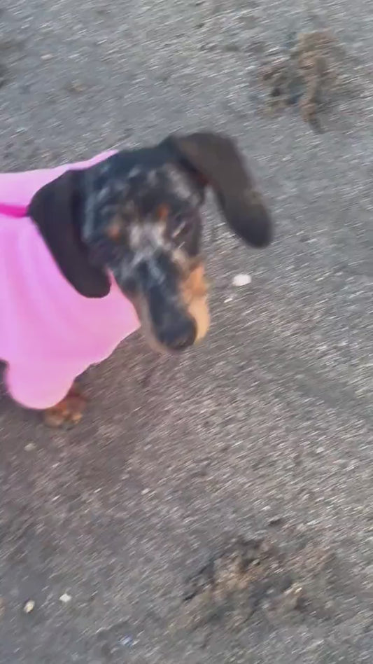 Water Repellent Dachshund Fleece Jumper: Long Leg Zip-Up.