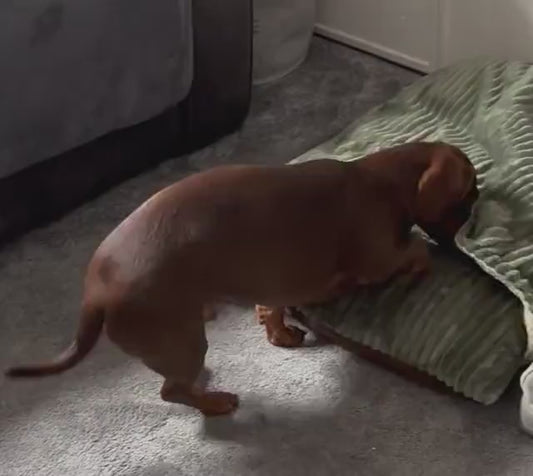 Cuddle Fleece Dog Bed Cave: Dachshund Snuggle bed ,Personalized borrowing den.