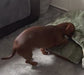 Personalized Dachshund Snuggle borrowing bed . Dog Bed Cave