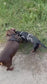 Made-to-Measure Dachshund Harness: No-Rub Spacer Mesh, Custom Fit