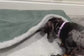 Padded Corduroy Dog Snuggle Sack: Sherpa Fleece Lined